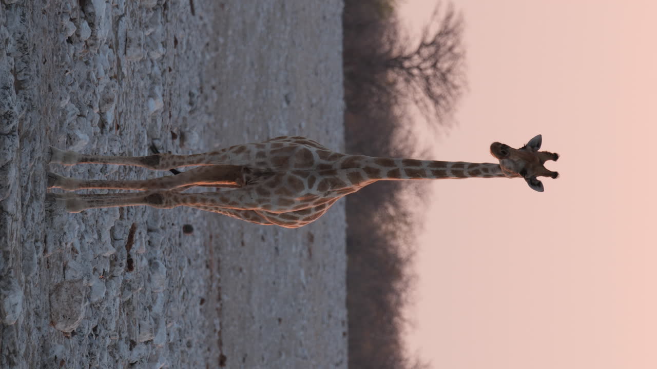 Vista vertical de girafa abanando o rabo enquanto está em pé em ambiente africano