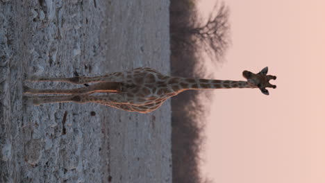 vertical view of giraffe wagging its tail while standing in african environment