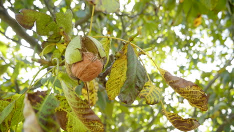 Walut-Auf-Dem-Baum,-Der-Kurz-Vor-Dem-Fallen-Steht