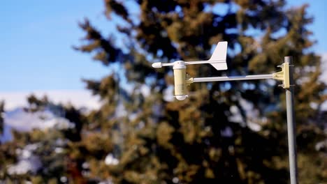 Small-wind-vane-in-front-of-pine-trees