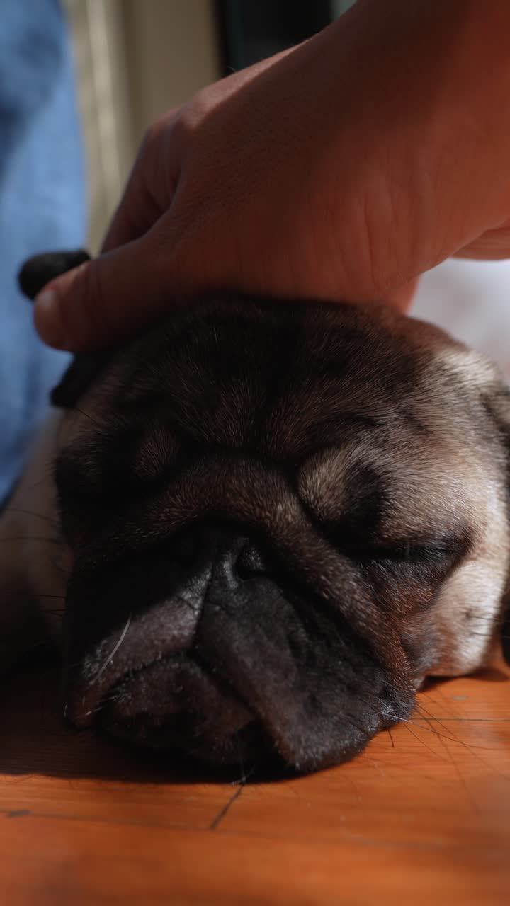 한 손 이 잠자는 파그 를 부드럽게 만져