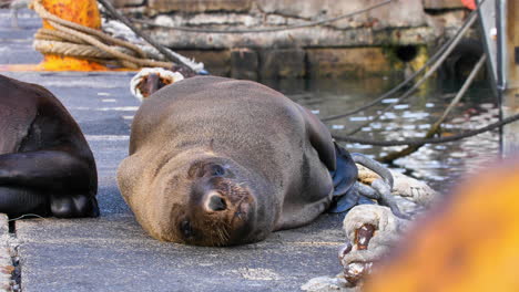 Niedlicher-Seehund,-Der-In-Einem-Hafen-In-Kapstadt-In-Die-Kamera-Blickt