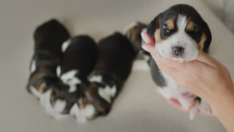 dueño de la mascota sosteniendo un montón de cachorros marrones lindos