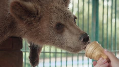 somebody shows an ice cream to bear he eats it