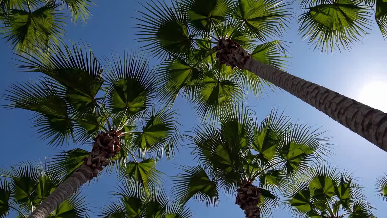 Video con angolazione verso l'alto che riprende alte palme su un cielo azzurro limpido, evidenziando il verde lussureggiante