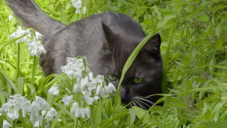 a curious car walks through the long grass