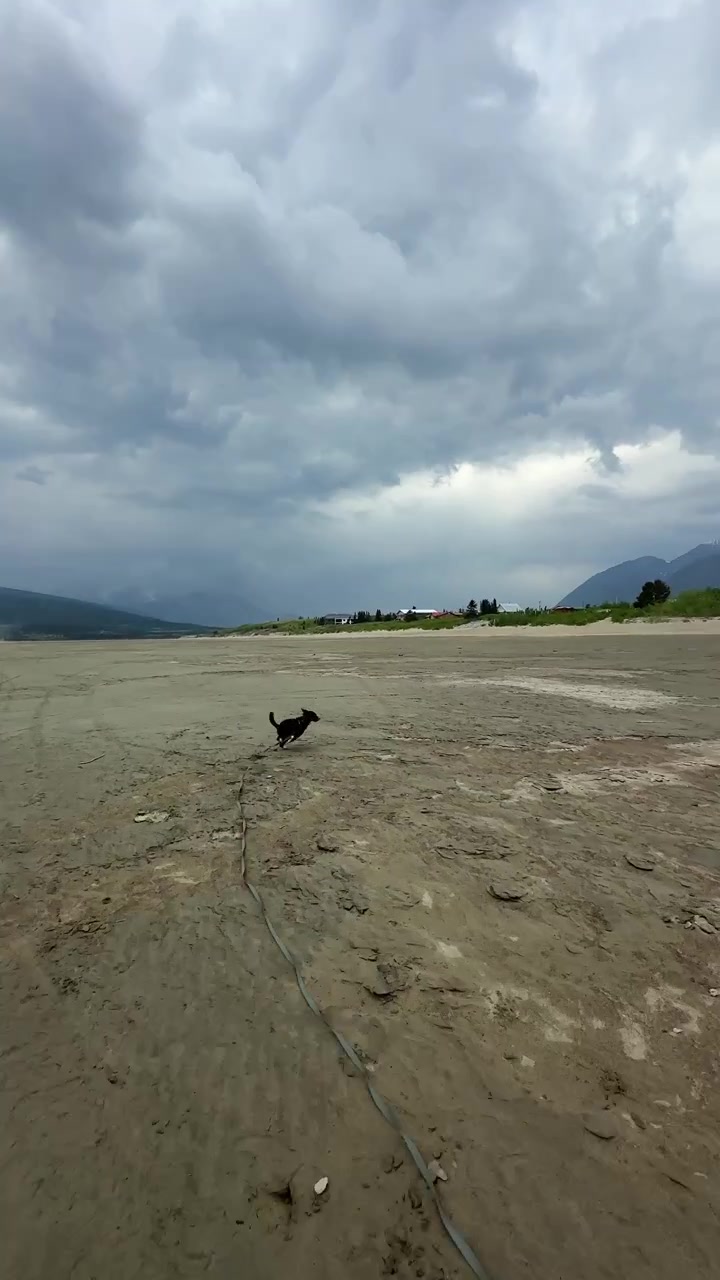 Brindle dog running on a sandy beach with mountains in the background under a cloudy sky in Carcross, Canada