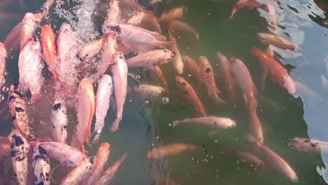 Los-Peces-Nadan-En-El-Estanque-Y-Se-Disparan-En-Cámara-Lenta.