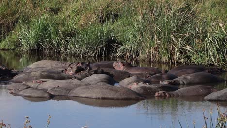 Nilpferd,-Das-Aus-Dem-Wasserloch-Im-Ngorongoro-Krater,-Tansania,-Aufblickt