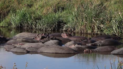 hippo looking up out of water hole in ngorongoro crater tanzania