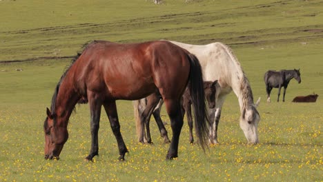 horses grazing on a green meadow in a mountain landscape.