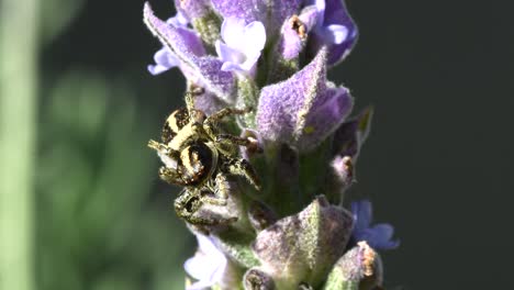 araignée sauteuse sur une fleur de lavande, gros plan moyen