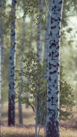 birch forest in sunlight in the morning