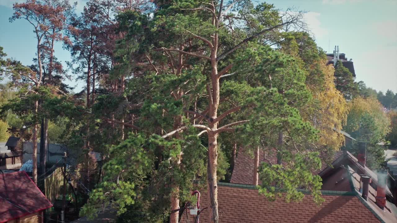 Aerial View of a Pine Forest Village