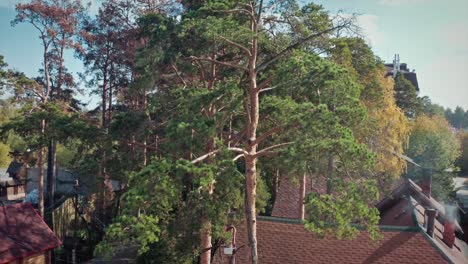 aerial view of a pine forest village