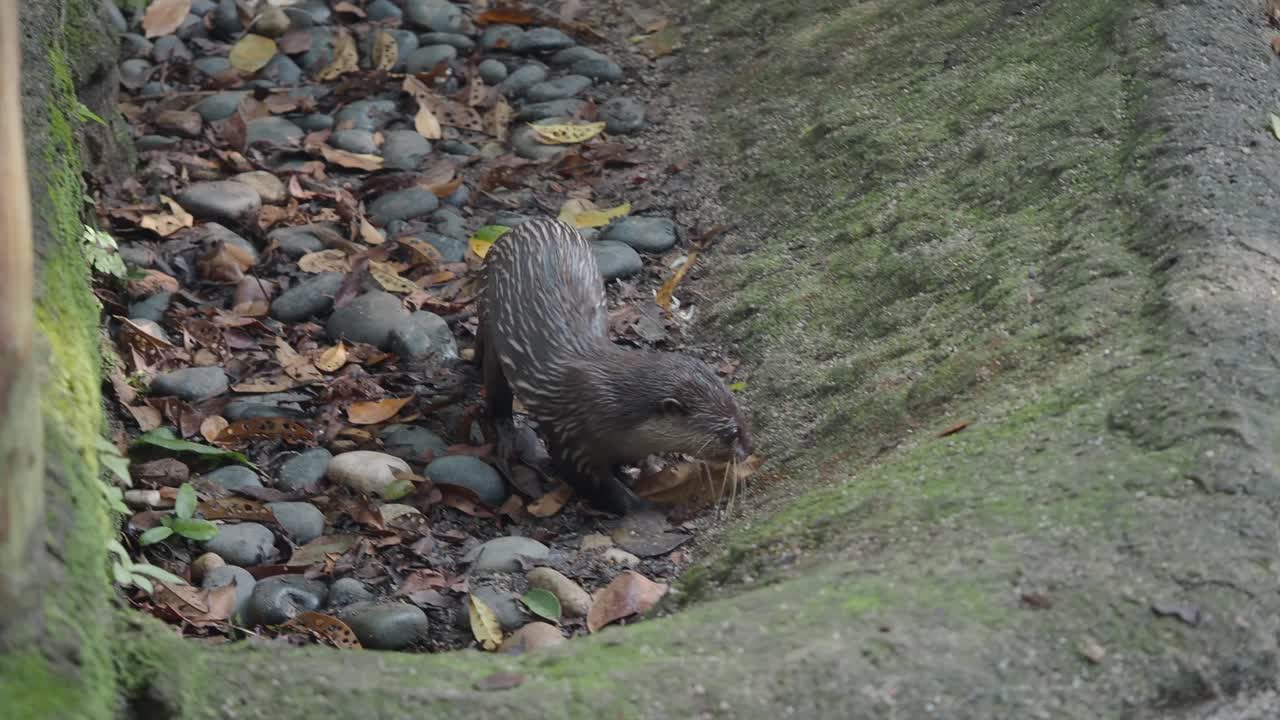 Lontra nella sabbia