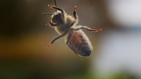 Abeja-Melífera-Respirando-Con-Abdomen,-Primer-Plano-Macro-Detalle