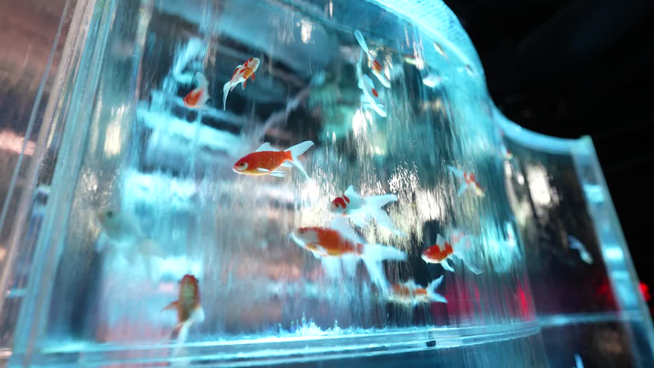 Goldfish in Aquariums With Waterfalls and Colorful LED Lights, Close Up