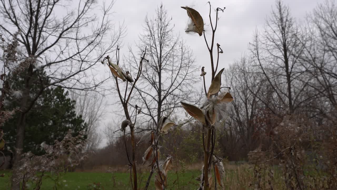 Autumn is like a masterpiece of art and you can see the herbs that create a beautiful background. In the back, you can see the trees with no leaves.