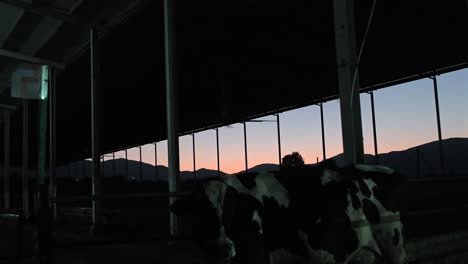in turkey, middle east countries, cow care milking forage eating, farm life cow milk