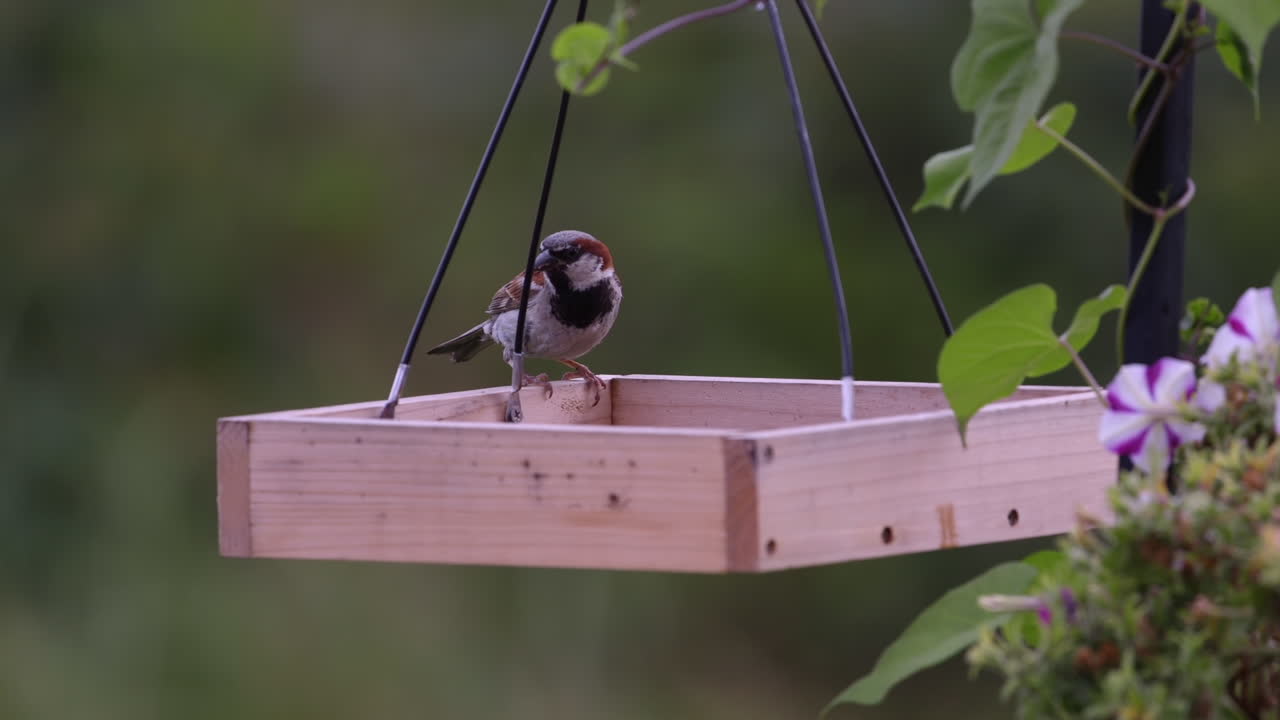 pequeño pájaro comiendo en un comedero estilo bandeja en maine