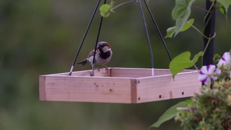 Kleiner-Vogel,-Der-In-Maine-Auf-Einem-Tablett-Feeder-Frisst