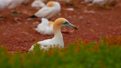 northern gannet bird gathering nest material with grass in foreground, quebec