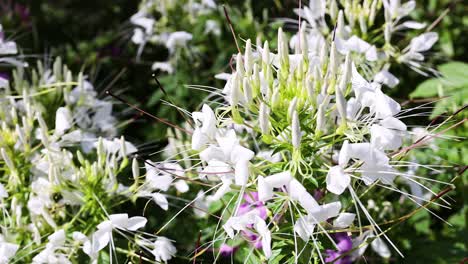 hermosas flores de lirio de araña blanca