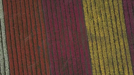 campos de tulipanes vibrantes desde arriba