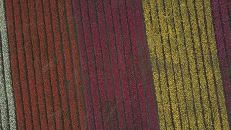 vibrant tulip fields from above