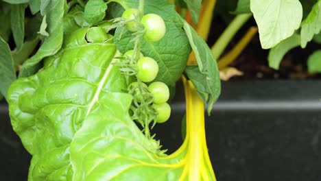 unripe tomatoes growing on a plant