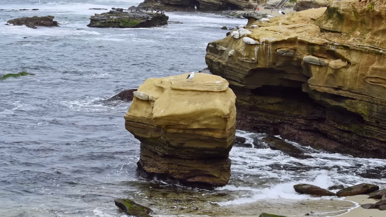 Lonely gull standing on a big rock at the shore