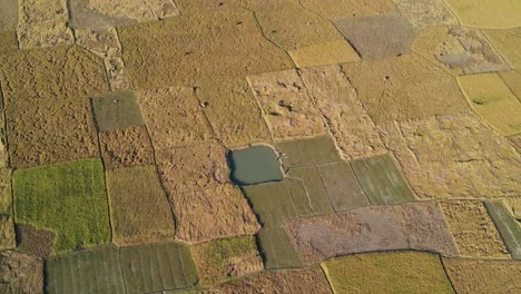 Toma-Aérea-Panorámica-Cinematográfica-De-Arrozales,-Bangladesh