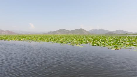 skadar lake boat cruise in montenegro,boat passing by water lily