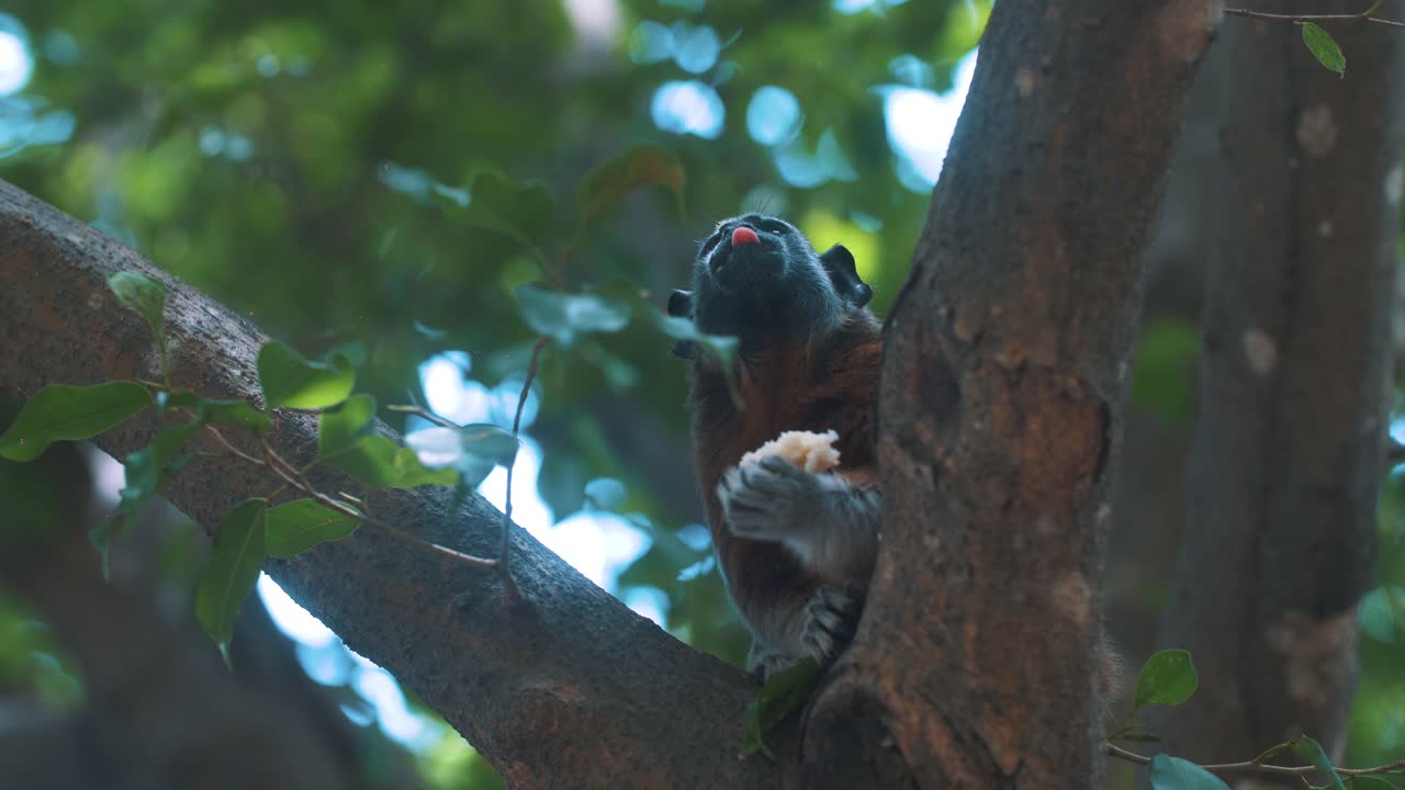 primer plano de mono capuchino salvaje descansando en el árbol y comiendo algo de comida durante un hermoso día soleado en el parque nacional tayrona, columbia