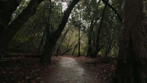 Cinematic-shot-moving-through-the-dense-forest-in-California's-Santa-Cruz-Mountains-near-Henry-Cowell-State-Park