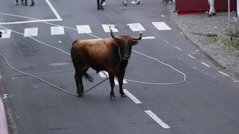 aggressive bull chasing people at the street during tourada a corda in sao mateus da calheta, terceira island, azores