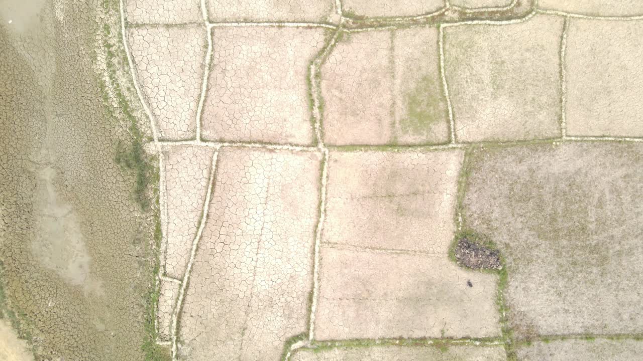 vista aérea volando sobre un campo de arroz agrícola verde y denso que se mueve a través de un suelo de retazos de sequía agrietado seco