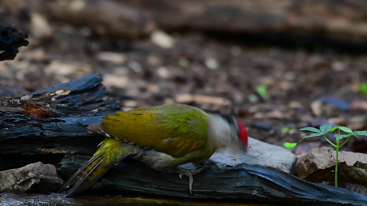 el pájaro carpintero de cabeza gris también se llama pájaro carpintero de cara gris se encuentra en muchos parques nacionales en tailandia y es muy particular en la elección de su hábitat para que prospere