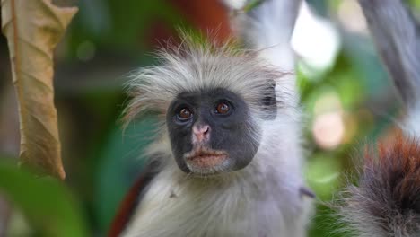 cara de mono colobo rojo femenino en el bosque jozani de la isla de zanzíbar tanzania, primer plano