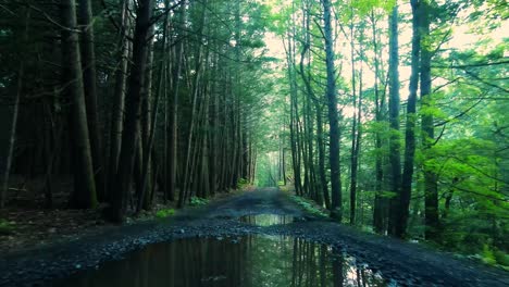 Un-Hermoso-Camino-De-Tierra-Y-Grava-A-Través-De-Un-Bosque-De-Pinos-Con-Luz-Dorada-Durante-El-Verano