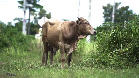 vaca parada en pastos agrícolas en phuket, tailandia - amplia