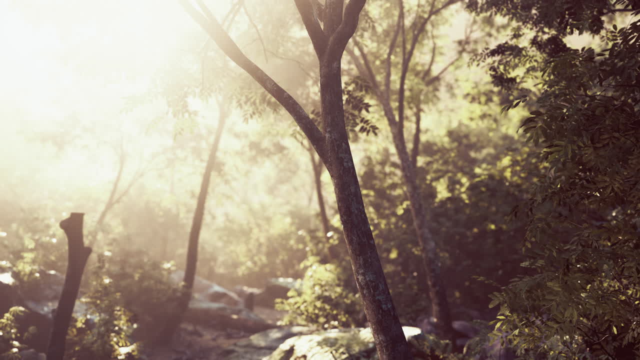 열대 우림 의  ⁇ 빛