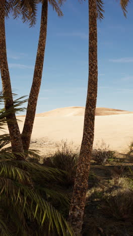 desert oasis with palm trees