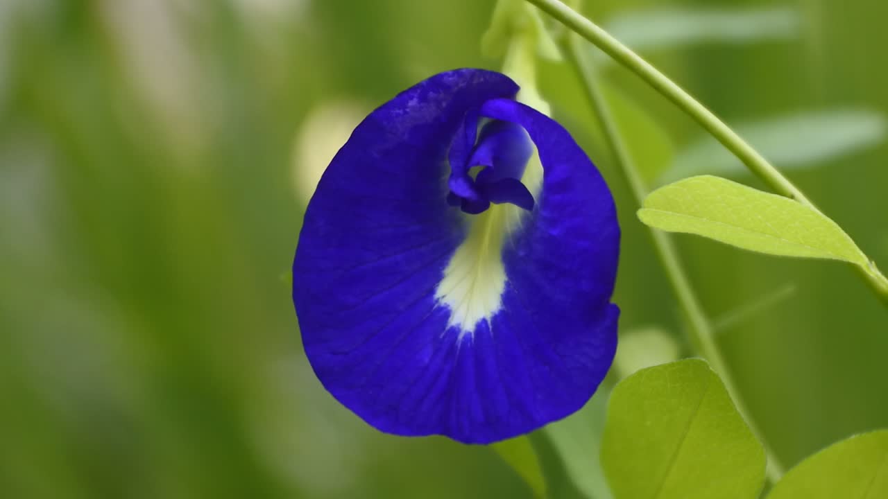 신선한 보라색 나비 완두콩 또는 푸른 완두콩 꽃 클로즈업 비디오 hd