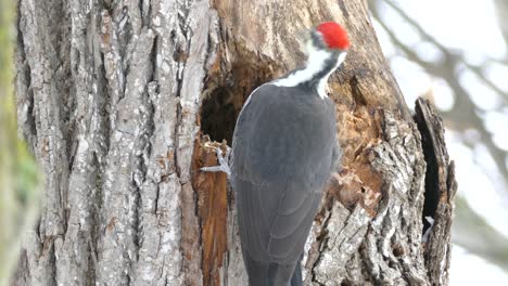 Back-view-of-pileated-woodpecker-using-powerful-bill-to-dig-big-hole-in-tree