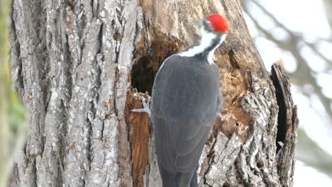 back view of pileated woodpecker using powerful bill to dig big hole in tree