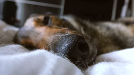 close up of a cute dog quietly sleeping