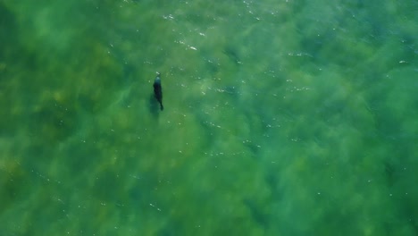 drone aerial shot of playful seal sea lion swimming next to school of salmon bait ball off avoca beach pacific ocean central coast nsw australia 4k
