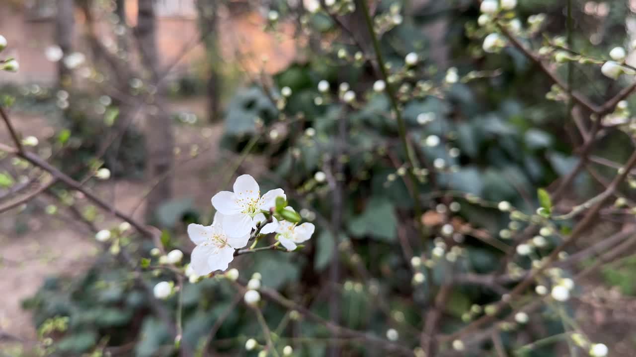 Tehran spring blossoms decorate urban parks Cherry buds bloom under sunlight blending delicate beauty with greenery Peaceful outdoor leisure seasonal tranquility scenic views and cultural exploration